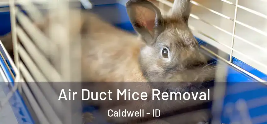 Air Duct Mice Removal Caldwell - ID